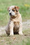 BOUVIER AUSTRALIEN 224